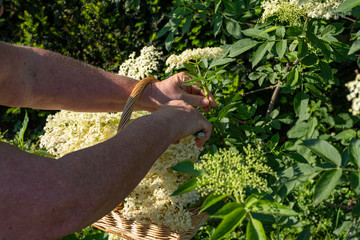 Fresh elderberry blossoms are cut from the elderberry bush with garden shears to make elderberry flower syrup, jelly and elderberry flower liqueur