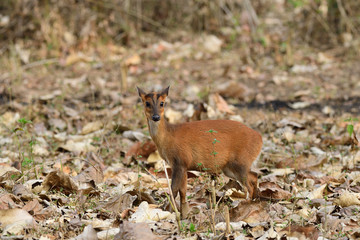 Naklejka na ściany i meble The Indian muntjac also called the southern red muntjac and barking deer, is a deer species native to South and Southeast Asia.