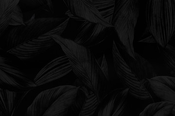 Black calathea lutea patterned background