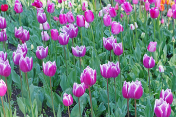 multicolored tulips on flowerbed