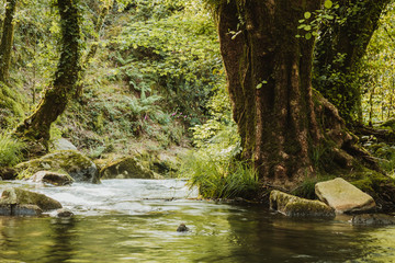 Fototapeta premium Landscape with a river in Galicia surrounded by vegetation