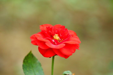 bright red rose head with orange nectar and dark red petals flower