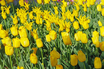 yellow tulips on flowerbed