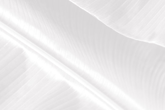 "Monotone Background" Images – Browse 274 Stock Photos, Vectors, and ...