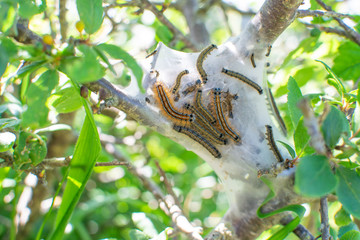 Tent caterpillar nest in Cornwall UK Spring 2020