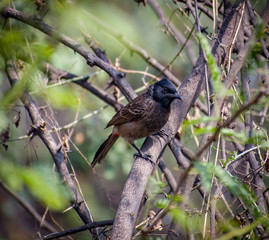 The red-vented bulbul is a member of the bulbul family of passerines.
Beautiful Red-vented Bulbul sitting on a tree's branch.