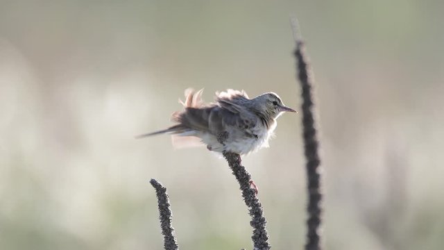 Tawny pipit, Anthus campestris, sitting in a field on a plant.