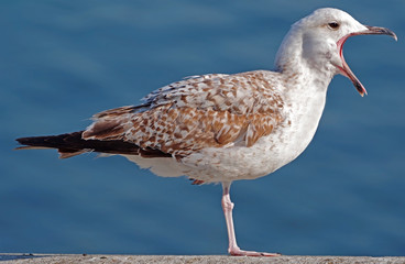 a Seagull stands on one leg