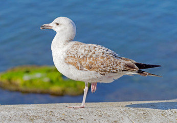 a Seagull stands on one leg