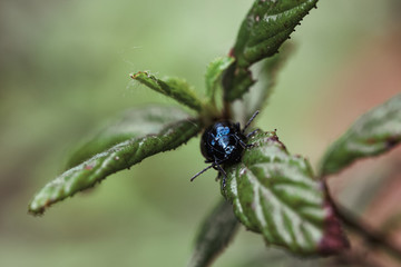 Black beetle makes its way along a leaf