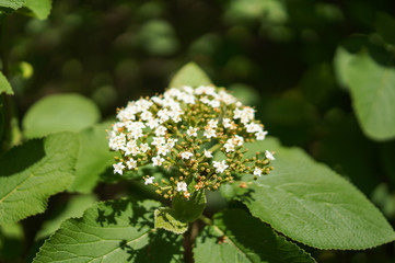 white flowet close up