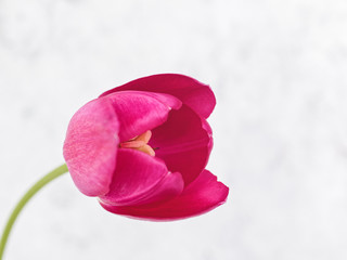The opening bud of a purple tulip is on a gray background. Copy space.