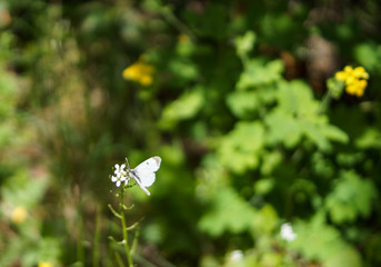 white butterfly close up