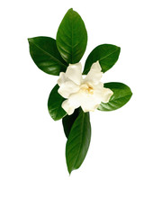 White gardenia flower a genus of flowering plants in the coffee family. Isolated on white background.