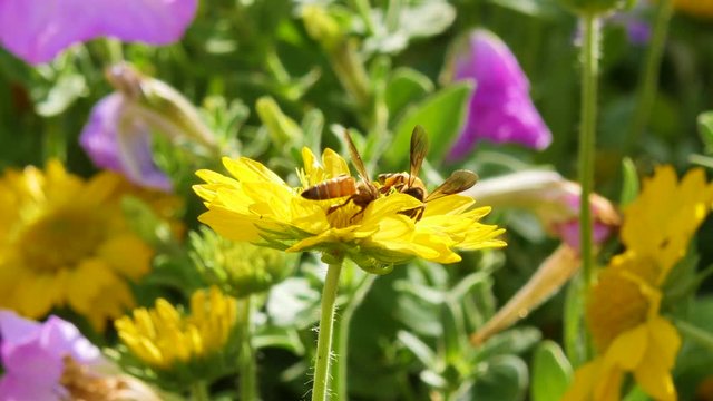 Honey bee sits on a beautiful flower on a Sunny day