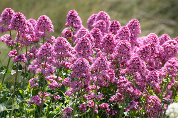 centranthus ruber or red valerian flowers on the Cornish Coast
