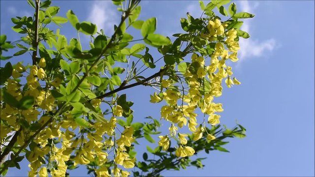 Gemeiner Goldregen, Laburnum anagyroides, Bl&uuml;ten vor blauem Himmel, wildwachsende B&uuml;sche f&uuml;r den Garten
