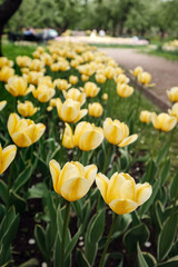 Obraz premium Tulips blooming in a flower bed in Kolomenskoye Park in Moscow