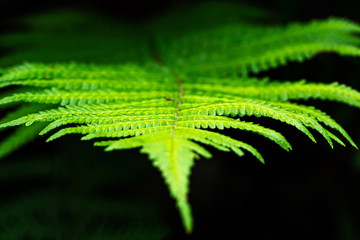closeup detail shot of a bright green fern leaf