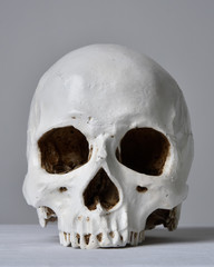 close up portrait of porcelain human skull on white table cloth against a grey studio background.