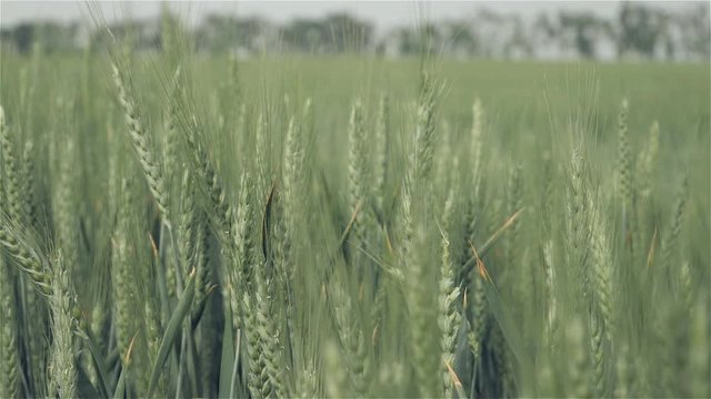 Wheat field close up. Green wheat swaying on light wind