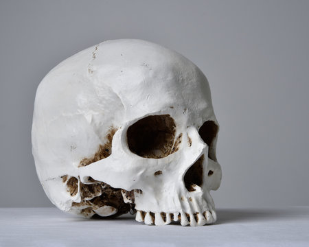 close up portrait of porcelain human skull on white table cloth against a grey studio background.