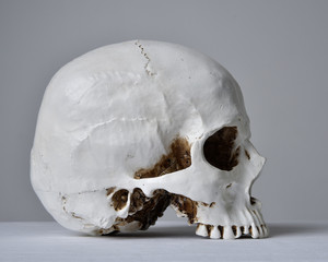 close up portrait of porcelain human skull on white table cloth against a grey studio background.