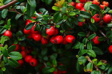 Cotoneaster bush background. Red fruits and green leaves.