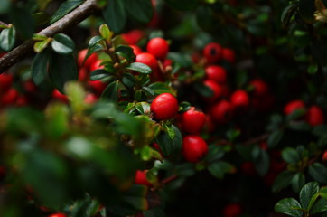 Cotoneaster bush background. Red fruits and green leaves.