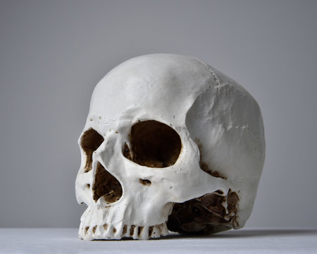 close up portrait of porcelain human skull on white table cloth against a grey studio background.