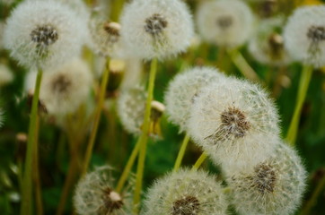 Dandelion. Macro photo. Ripe dandelion seeds. White aerial dandelion umbrellas.