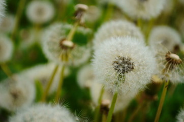 Dandelion. Macro photo. Ripe dandelion seeds. White aerial dandelion umbrellas.