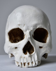 close up portrait of porcelain human skull on white table cloth against a grey studio background.