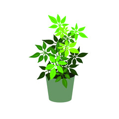 Houseplant in vector, home flower Schefflera in a pot, isolated on a white background