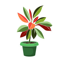 Abstract houseplant Euphorbia Leuconeura isolated vector colorful home flower in pot.