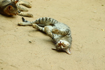 young domestic cat playing with cute sister on ground