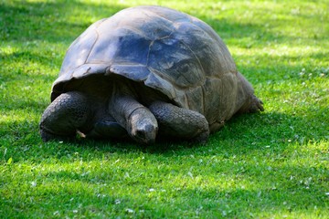 Elephant or Galapagos tortoise