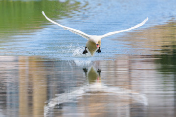 front view mirrored mute swan (cygnus olor) running over water