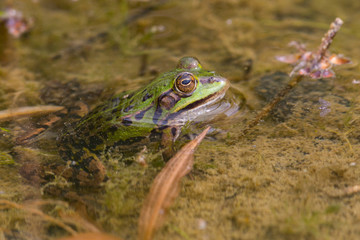 close-up green frog (rana esculenta) with head out of muddy water