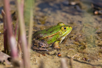 side view green frog (rana esculenta) sitting within reed stalks
