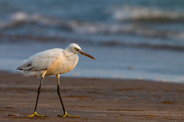 Western Reef Heron, fishing on the shore.
