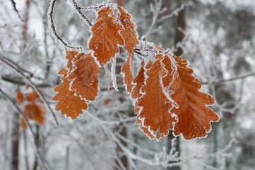 Yellow leaves covered with hoarfrost