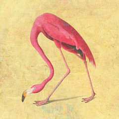 Pink flamingo bird design element illustration