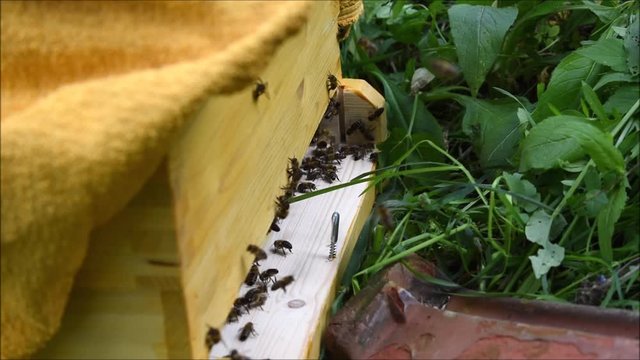 Bienen von Schwarm ziehen in neuem Bienenstock ein, Bienenschwarm als neues Bienenvolk