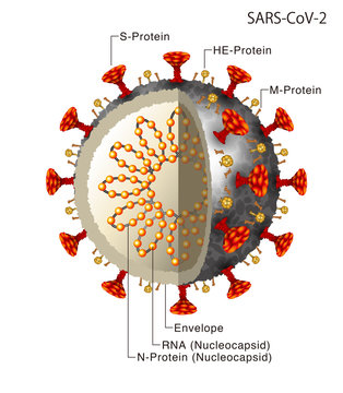 コロナウイルスのイラスト（断面図）