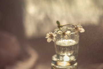 cherry blossoms in a glass of water