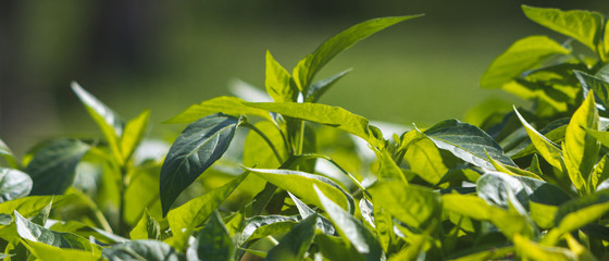 Green leaves with blurred background