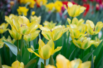 Obraz premium Spring Flowers bunch. Beautiful yellow Tulips with selective focus.