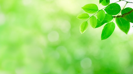 Fototapeta na wymiar Closeup of beautiful nature view of green leaf on blurred greenery background in garden with copy space using as background natural green plants landscape, ecology, fresh wallpaper concept.