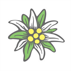 edelweiss flower icon vector alpine icon flat web sign symbol logo label - 351516209
